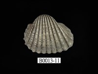 藏品(血蚶)的圖片